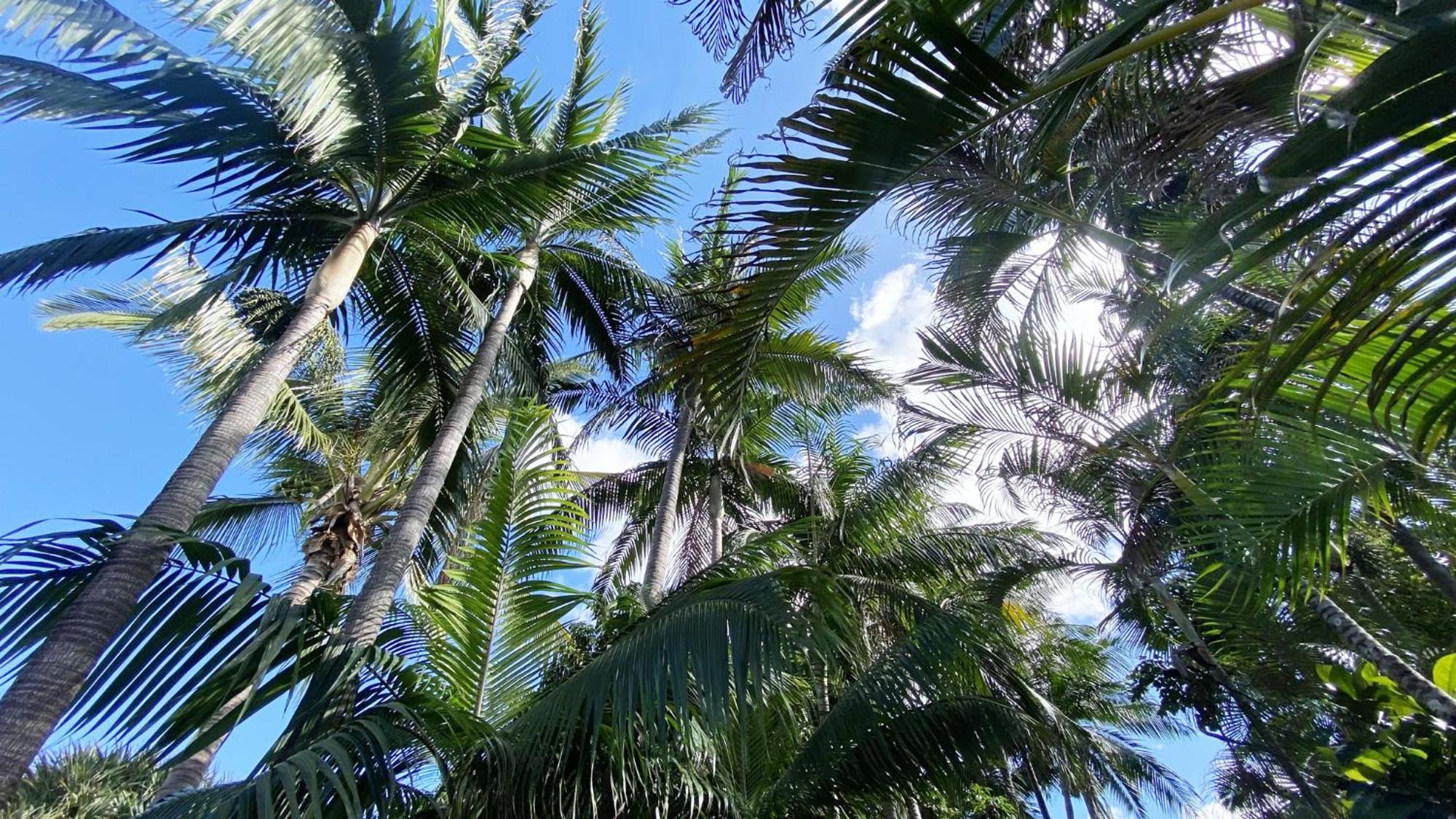 Coliver - Coliving A La Reunion Saint Pierre Exteriör bild