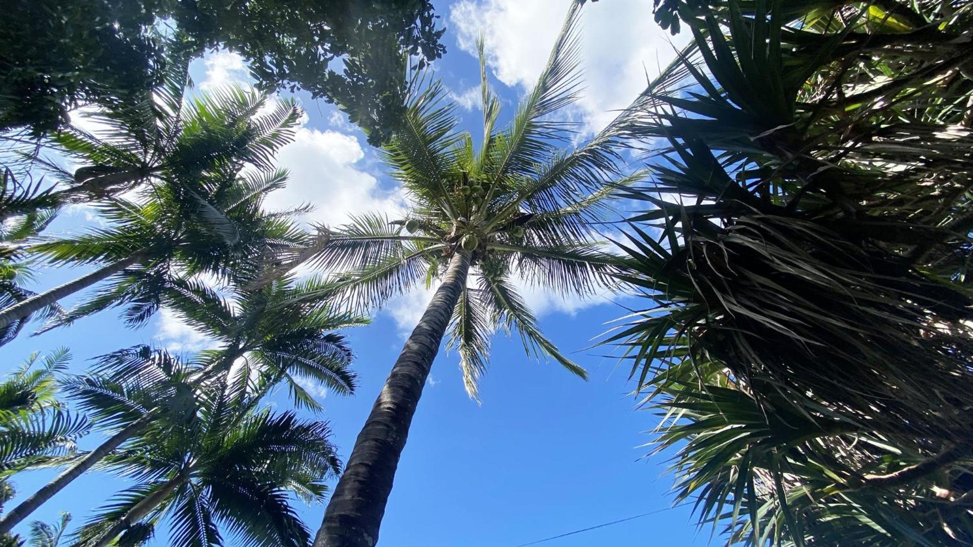 Coliver - Coliving A La Reunion Saint Pierre Exteriör bild